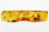 Fossil Muscoid Fly and Moth Fly in Baltic Amber #278640-1